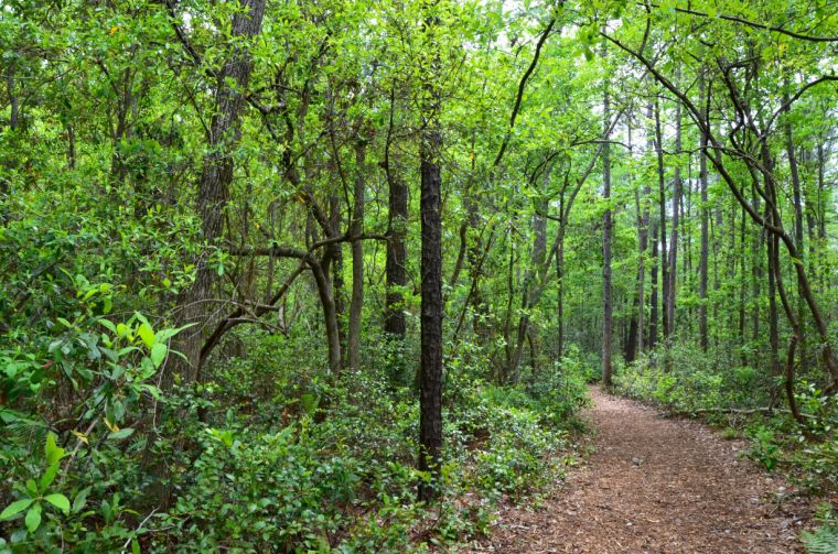 The trail through the preserve offers views of various plant life.