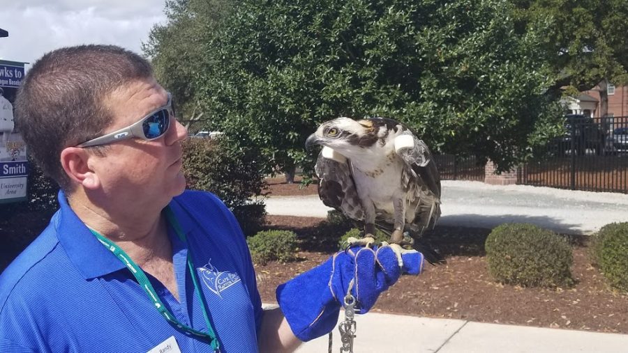 Cape Fear Raptor Center handler Randy Atkinson, left, and Stormy the osprey