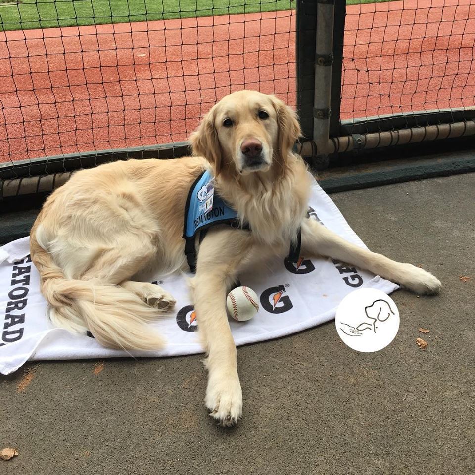 REMINGTON, a service dog who graduated through UNC WIlmington's dog service program, relaxing in North Carolina's dugout.