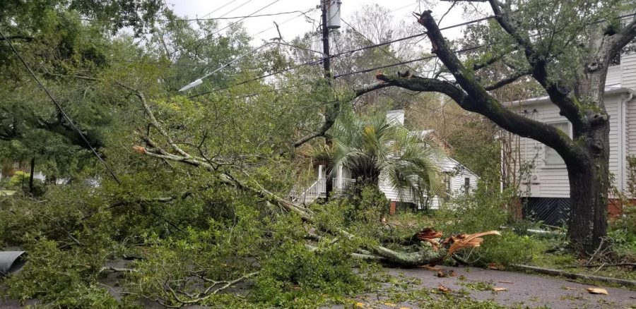 In the area of downtown Wilmington near 4th and Dock Street, fallen trees and damaged power lines were brought as a result of high winds and rain brought by Hurricane Florence.