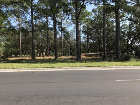 Tree damage at the front of UNCW's campus.