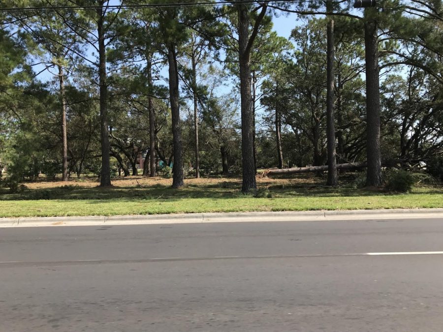 Tree damage at the front of UNCWs campus.