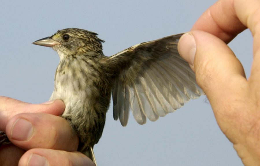 Professor Chris Hill, an ornithologist at Coastal Carolina University, inspects a seaside sparrow during a field study on a salt marsh on Waites Island.