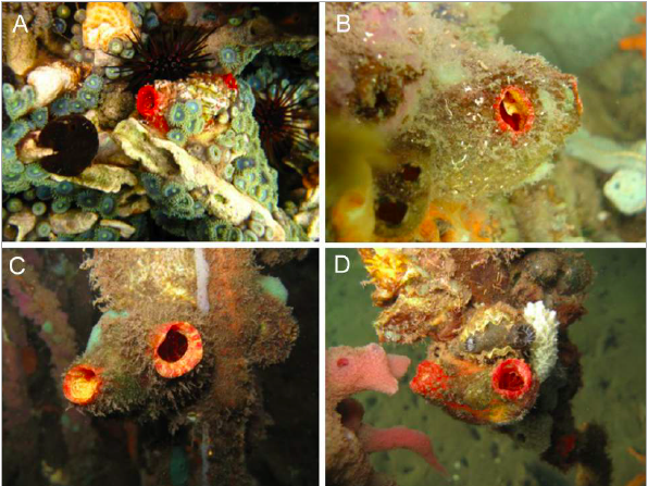 Various photographs of "Pyura lopezlegentilae," a species of sea squirt named for UNC Wilmington professor Susanna Lopez-Legentil.