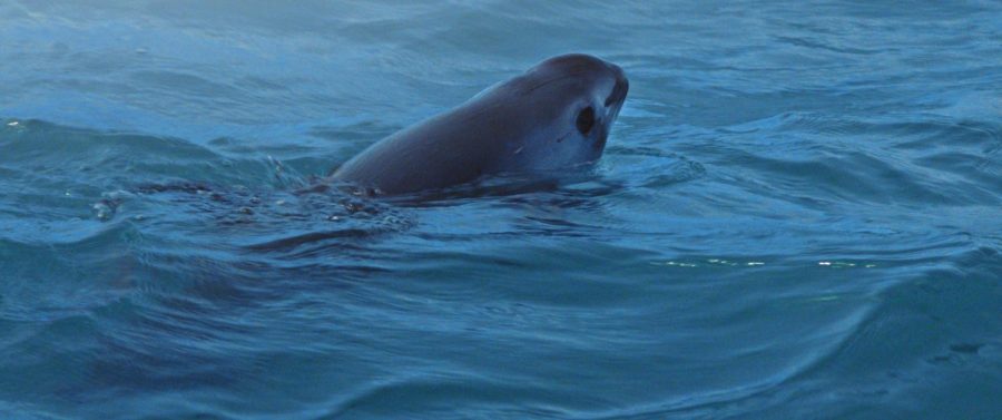 The Vaquita, smallest and most elusive whale on earth.