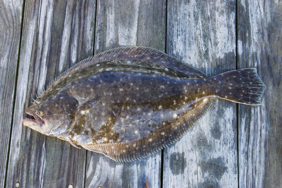 A Summer Flounder caught on Long Islands Great South Bay. 