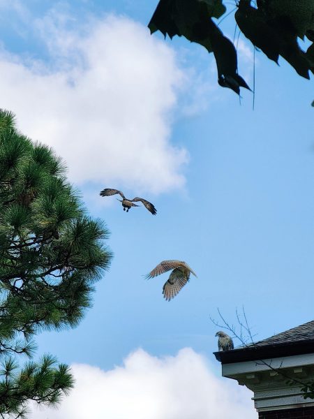 Composite image of a falcon taking flight from atop Morton Hall. (Jamie Leigh Royal/The Seahawk)
