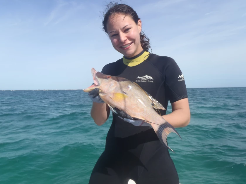UNCW biology assistant professor Dr. Lori Schweikert holds a Hogfish, the subject of her team’s latest research project. (UNCW)