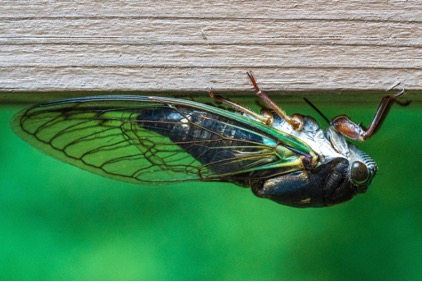 Close-up of a cicada. (Shannon Potter/Unsplash.com)