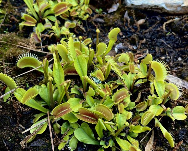 The Venus flytrap found in N.C. (Skylar Schade/The Seahawk)