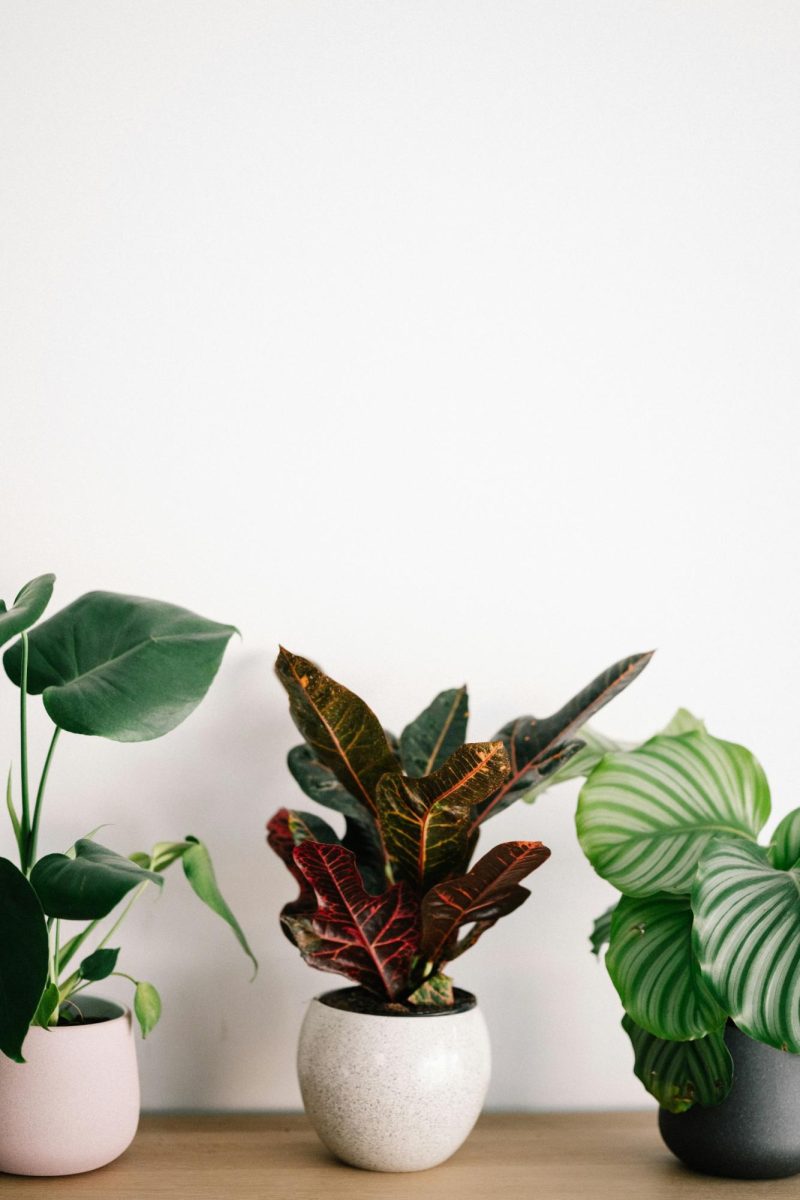 Photo of house plants (Annie Spratt/Unsplash)