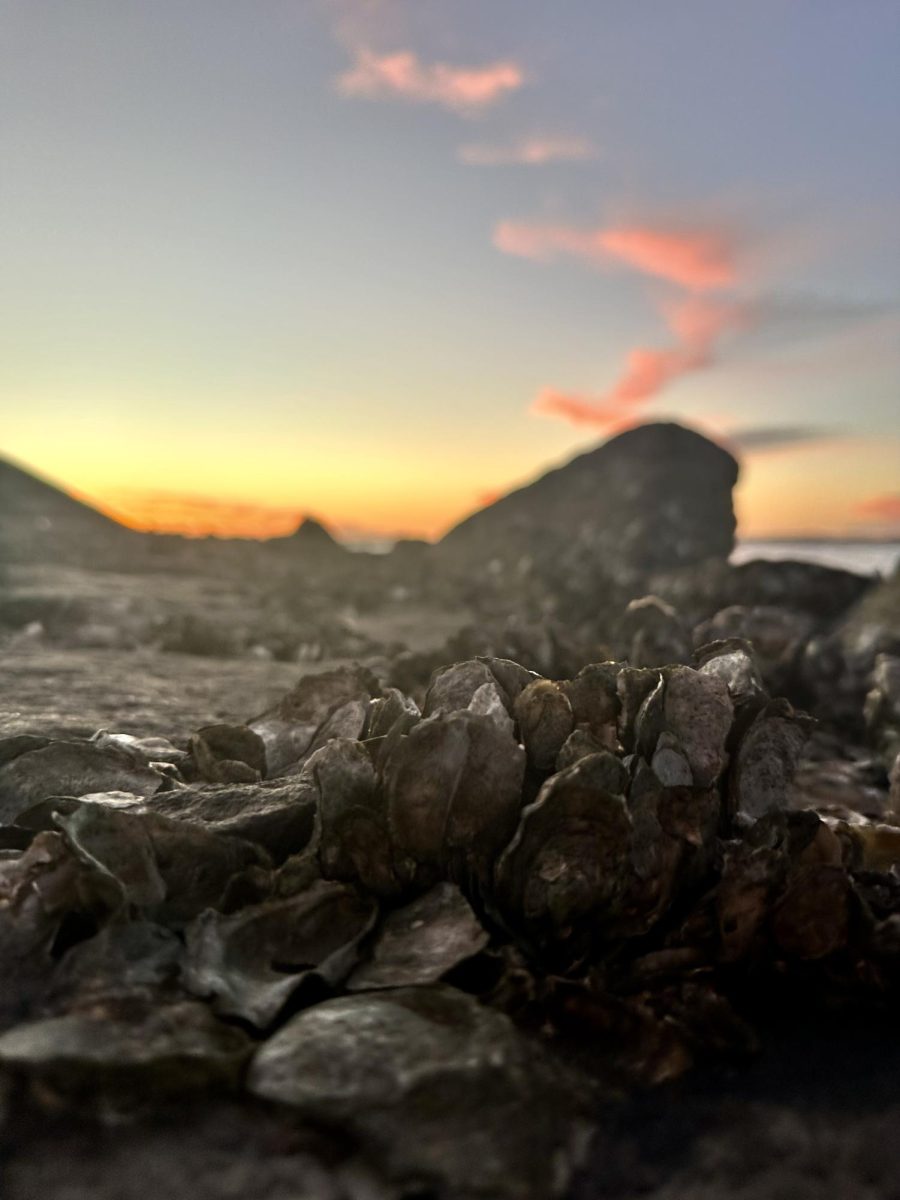 An oyster on the beach at sunset. (Ashlynn Dziekiewicz/ The Seahawk)