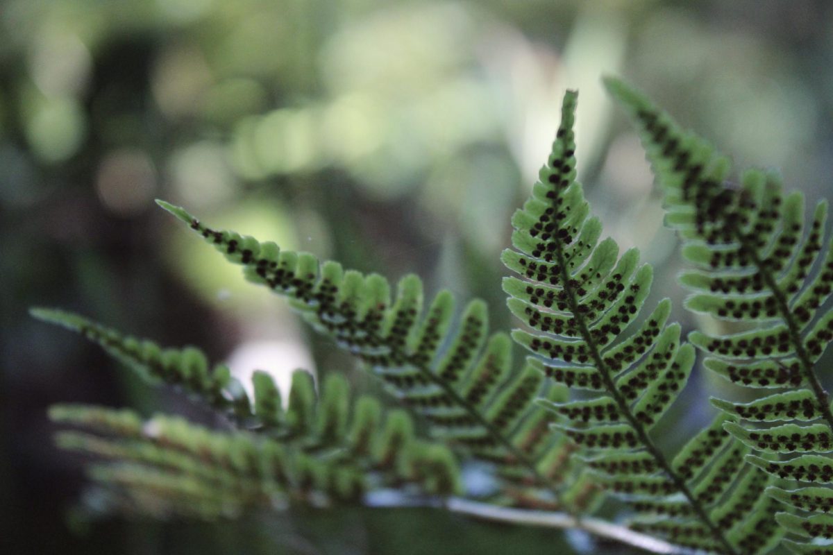 A closeup of seeds on a plant. (Ashlynn