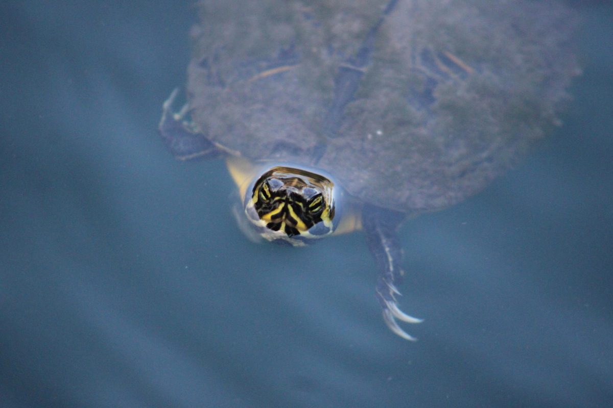A turtle pokes his head out in Leutze Lake (Max Matthews/The Seahawk).