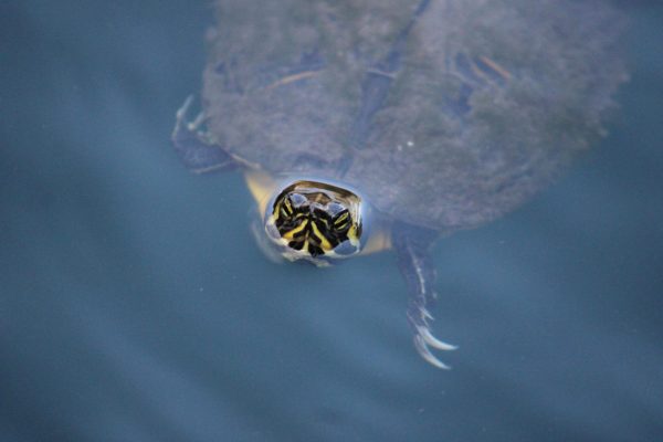 A turtle pokes his head out in Leutze Lake (Max Matthews/The Seahawk).